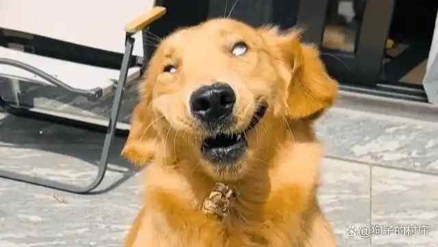 夸自家狗乖巧不拆家，结果医生检查是弱智？养狗养了个智障？养鸡会不会养到残疾鸡呢
