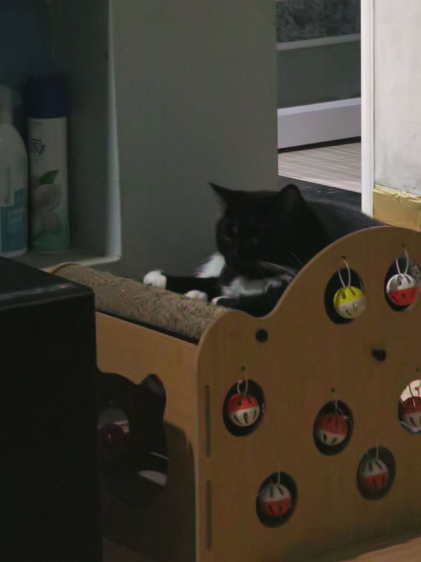 乌鸡，我希望你坚强的活着，奇迹会发生的，你会好起来